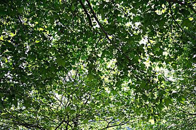 人气漫改新游《搖曳莊的幽奈小姐》上架Steam 肉鸽RPG