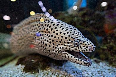 《堕落之主》新预告详细介绍游戏世界和剧情